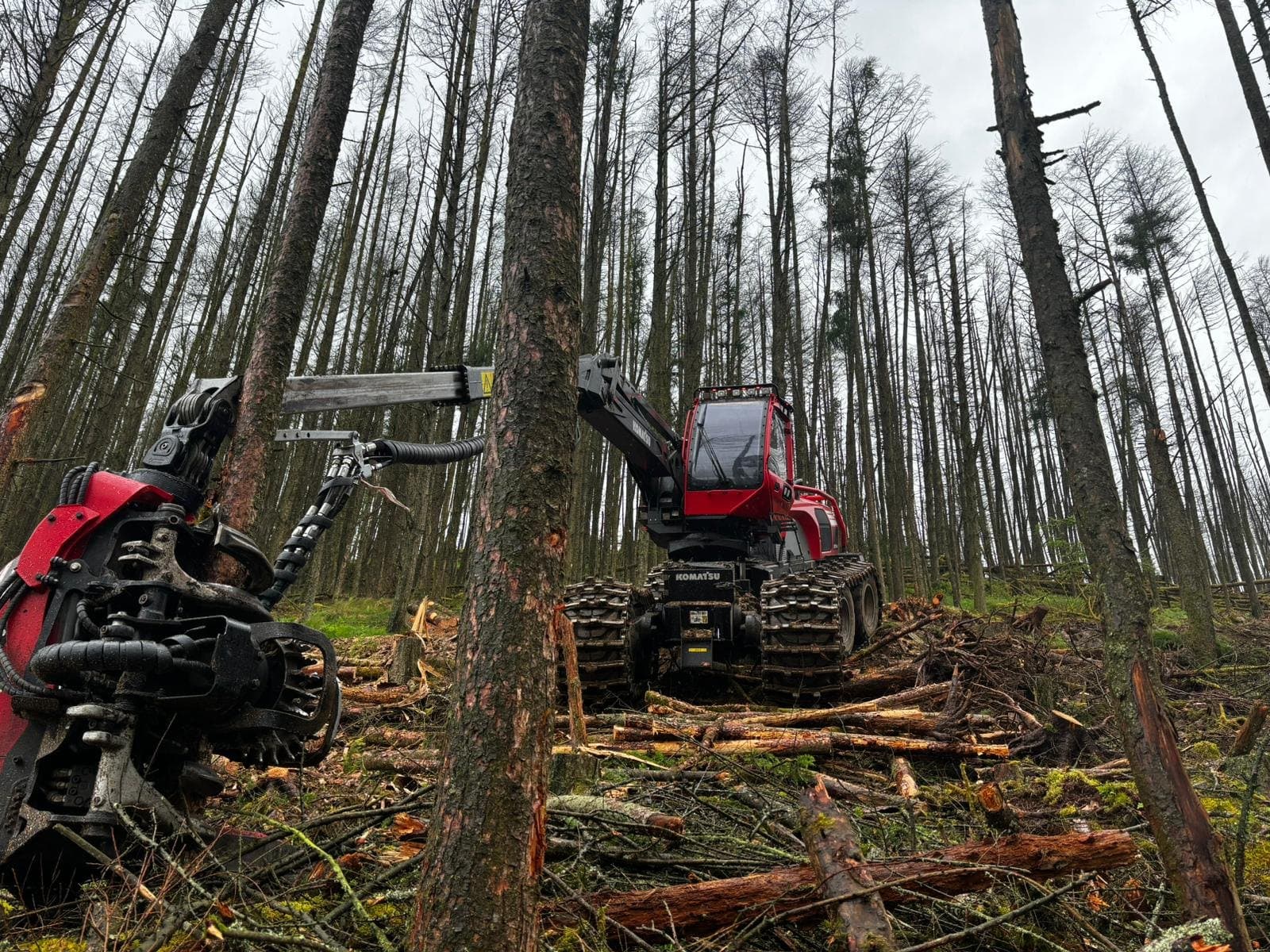 Komatsu harvester felling in a stand of dead larch, harvester head in the foreground